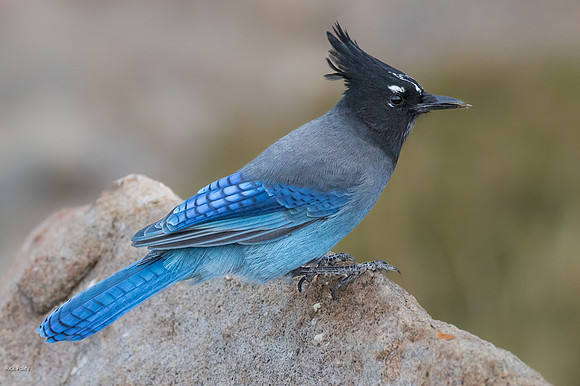 Steller's Jay (Cyanocitta stelleri), Rocky Mountain NP, CO