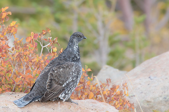 Male Dusky Grouse (Dendragapus obscurus), Rocky Mountain NP, CO