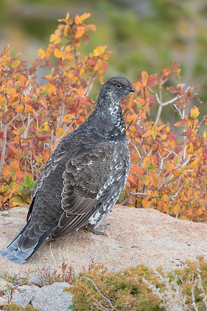 Male Dusky Grouse (Dendragapus obscurus)