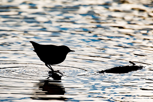 Silhouetted American Dipper (Cinclus mexicanus), Rocky Mountain