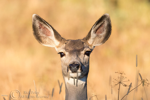 Mule Deer (Odocoileus hemionus) Doe, Rocky Mountain NP, CO