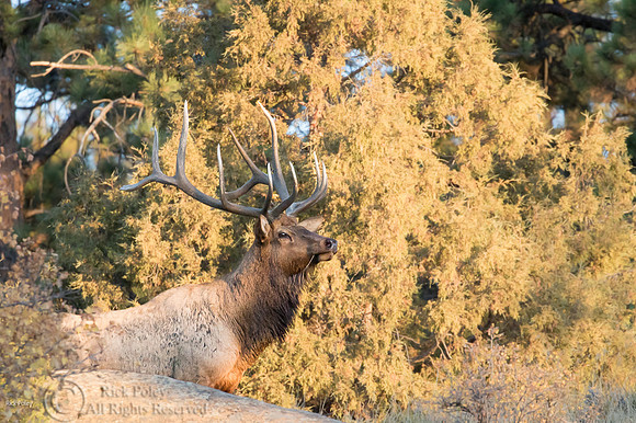7X6 point Bull Elk (Cervus canadensis), Moraine Park, Rocky Moun