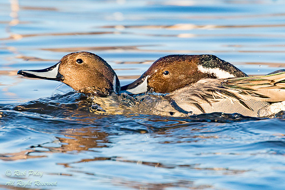 Drake Northern Pintails (Anas acuta) Engaged in Territorial Disp