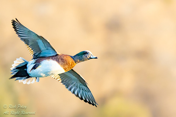 American Wigeon (Anas americana) Banking in Flight, NM
