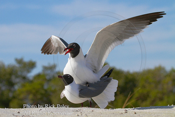 Mating Laughing Gulls