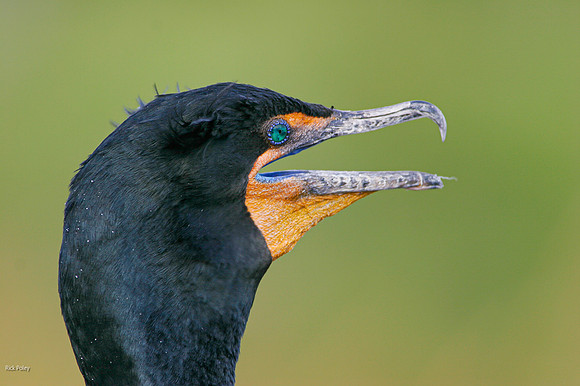 Double-crested Cormorant (Phalacrocorax auritus), Everglades NP,