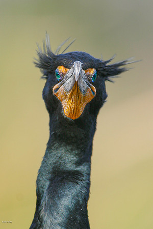 Double-crested Cormorant (Phalacrocorax auritus), Everglades NP,