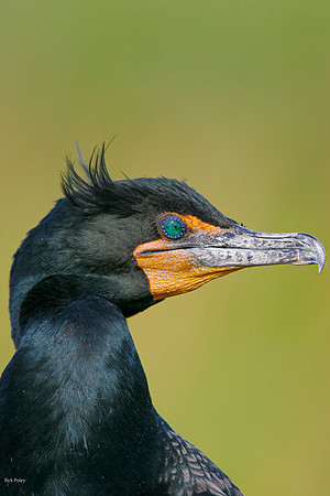 Double-crested Cormorant (Phalacrocorax auritus), Everglades NP,