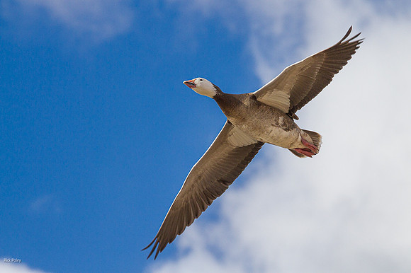 Blue Morph,Snow Goose (Chen caerulescens) in Flight, Bosque del