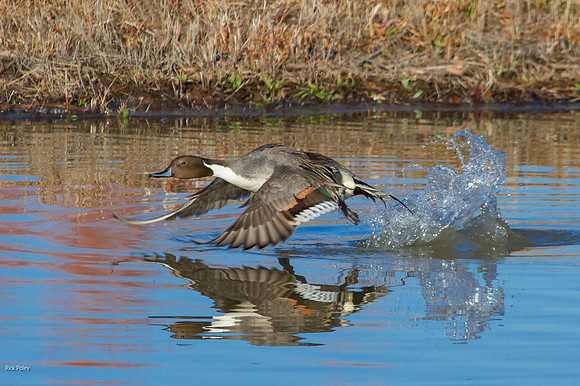 Northern Pintail (Anas acuta) Drake Taking Off From Pond, Bosque