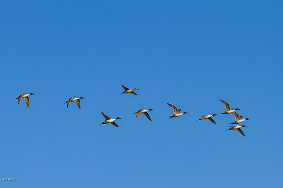 Flying Flock of Northern Pintails (Anas acuta), Bosque del Apach