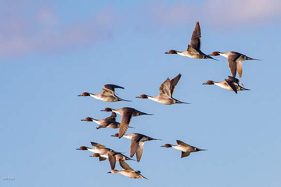 Flying Flock of Northern Pintails (Anas acuta), Bosque del Apach