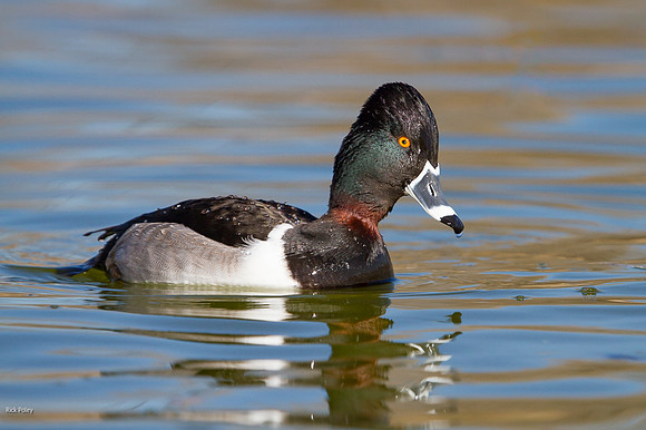 Drake Ring-necked Duck (Aythya collaris), NM