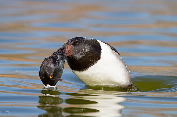 Diving Ring-necked Duck (Aythya collaris) Drake, NM