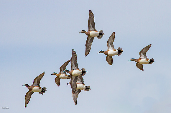 Flock of American Wigeon (Anas americana) Drakes in Flight, NM