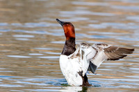 Drake Canvasback, Canvasback (Aythya valisineria) Drying Wings,