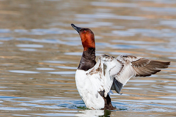 Drake Canvasback, Canvasback (Aythya valisineria) Drying Wings,