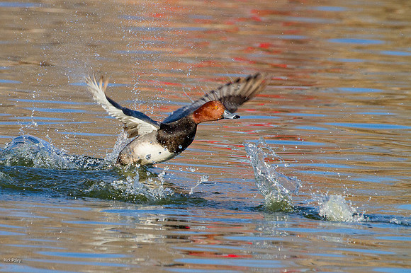 Drake Redhead (Aythya americana) Taking Flight, NM