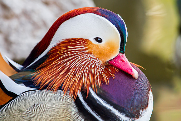 Drake  Mandarin Duck (Aix galericulata), NM