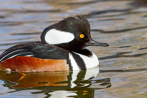 Hooded Merganser (Lophodytes cucullatus) Drake, NM