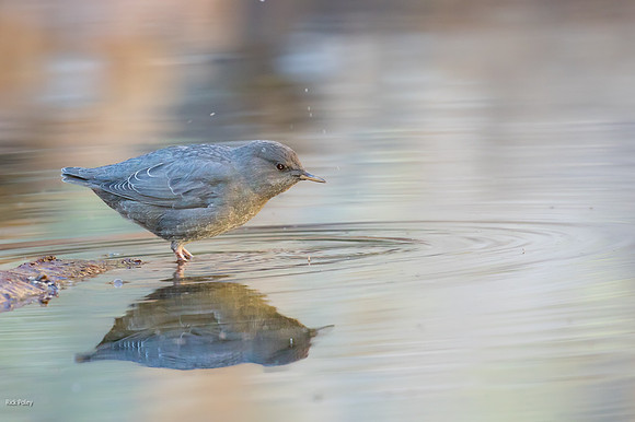 American Dipper (Cinclus mexicanus) Foraging in Alpine Lake, Roc