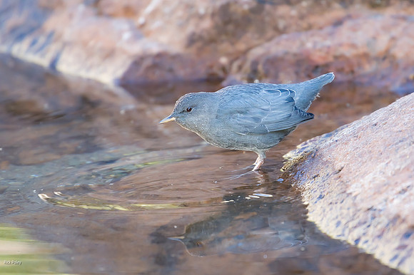 American Dipper (Cinclus mexicanus) Foraging in Alpine Lake, Roc