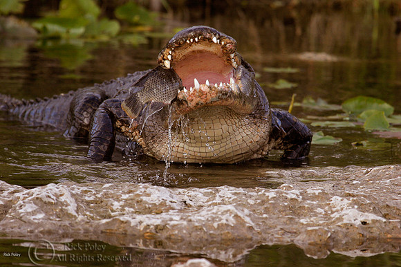 American Alligator (Alligator mississippiensis) Feeding on Fish,