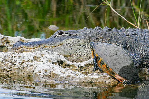 American Alligator (Alligator mississippiensis) & Turtle, Anhing