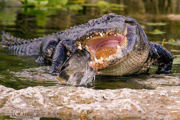 American Alligator (Alligator mississippiensis) Feeding on Fish,