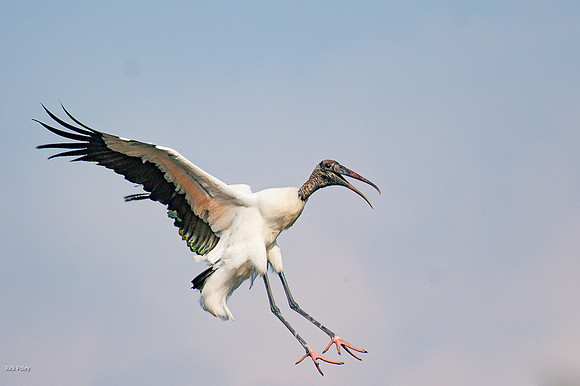 Flying Wood Stork (Mycteria amaericana), Hillsborough County, FL