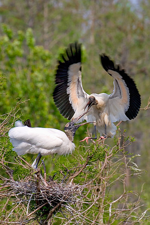 Nesting Wood Storks (Mycteria amaericana), Hillsborough County,