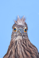 Juvenile Black-crowned Night Heron (Nycticorax nycticorax), FL