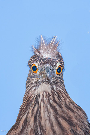 Juvenile Black-crowned Night Heron (Nycticorax nycticorax), FL