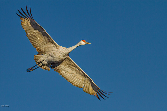 Sandhill Crane (Grus canadensis) in Flight, Bosque del Apache NW