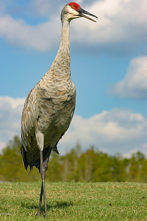 Sandhill Crane (Grus canadensis), Psco County, FL