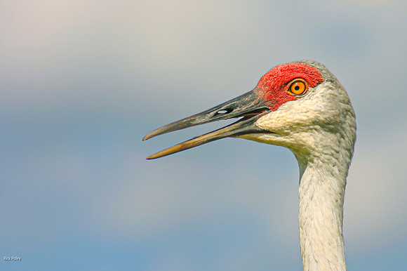 Calling Sandhill Crane (Grus canadensis) Portrait, Psco County,