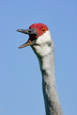 Calling Sandhill Crane (Grus canadensis) Portrait, Psco County,