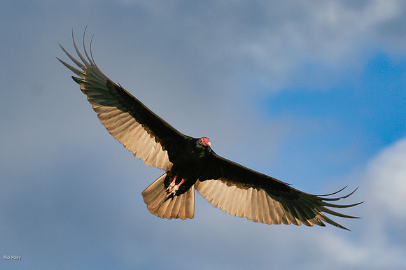 Turkey vulture (Cathartes aura) in Flight, Everglades NP, FL