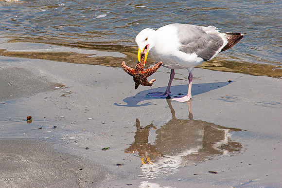 Herring Gull (Larus argentatus) Feeding on  Satrfish, Crescent C