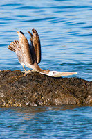 Brown Pelican (Pelecanus occidentalis) Stretching, Crescent City