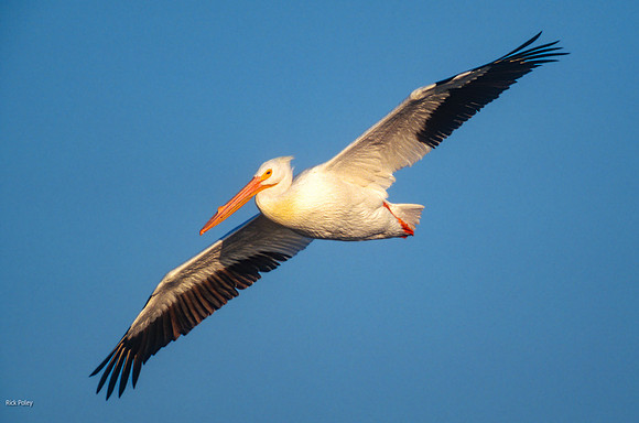 White Pelican (Pelecanus erythrorhynchos) in Flight, TX