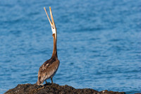 Brown Pelican (Pelecanus occidentalis) Head-throw, Crescent City