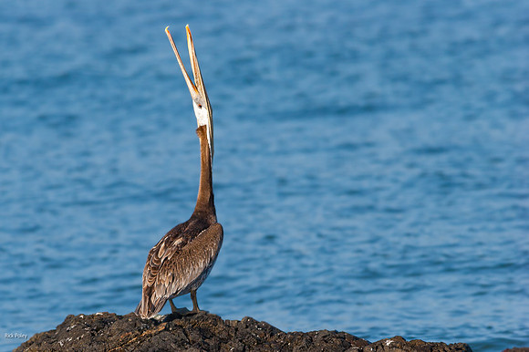 Brown Pelican (Pelecanus occidentalis) Head-throw, Crescent City