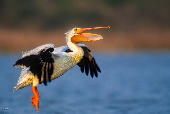 White Pelican (Pelecanus erythrorhynchos) in Flight, TX