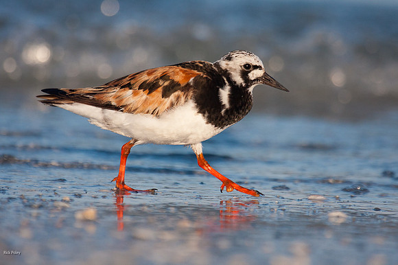 Ruddy Turnstone (Arenaria interpres) Foraging Along the Surf Zon