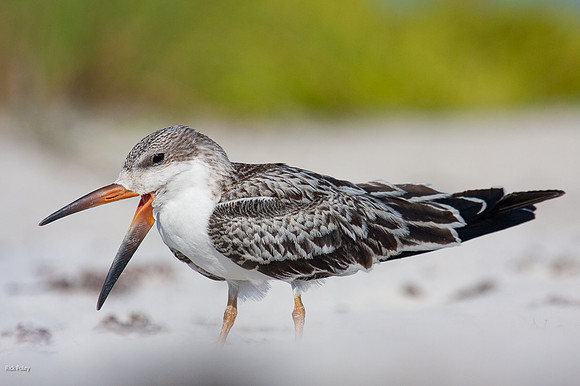 Juvenile Black Skimmer (Rynchops niger), Siesta Key, FL