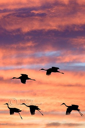 Sandhill Cranes (Grus canadensis) Parachuting at Sunset, Bosque