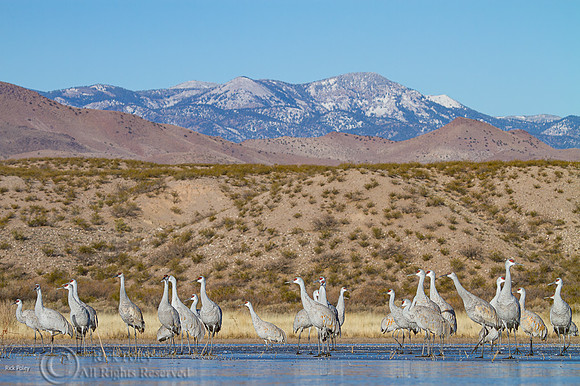 Roosting Sandhill Cranes (Grus canadensis) on Ice at Dawn, Bosqu