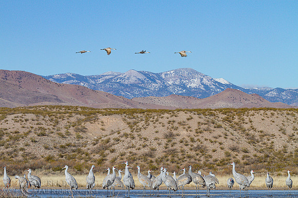 Roosting Sandhill Cranes (Grus canadensis) on Ice at Dawn, Bosqu