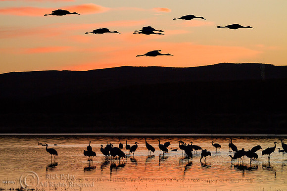 Sandhill Cranes (Grus canadensis) at Evening Roost, Bosque del A